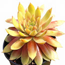 Chick Charmlettes Princess Polly, outdoor indoor succulents, succulent care guide, buy succulents online