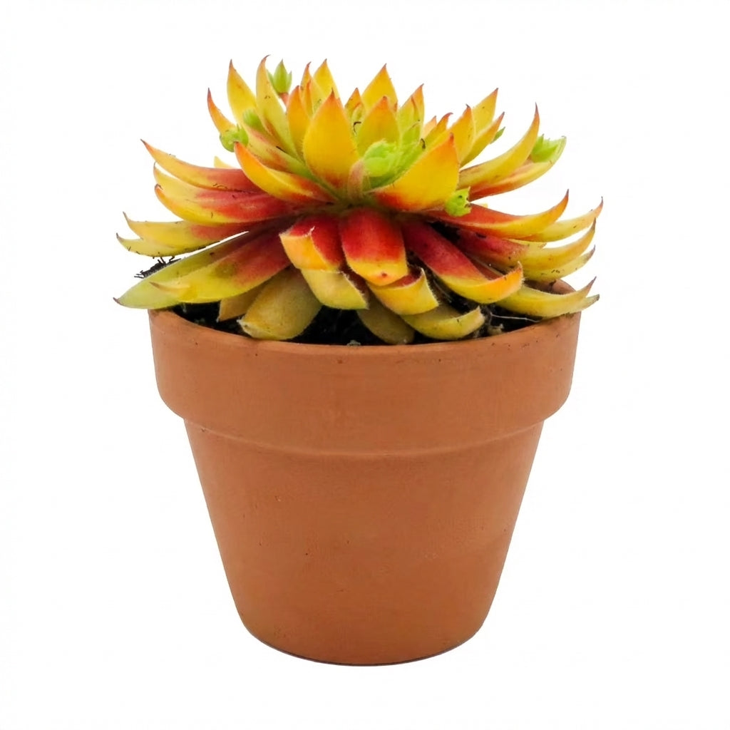 Chick Charmlettes Princess Polly, outdoor indoor succulents, succulent care guide, buy succulents online