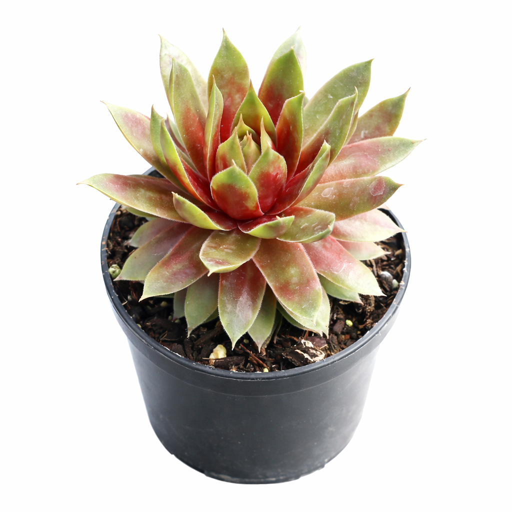Chick Charmlettes Rowdy Rudy in California, How to grow Chick Charmlettes Rowdy Rudy, rare succulents, rare succulents for sale, unique succulents