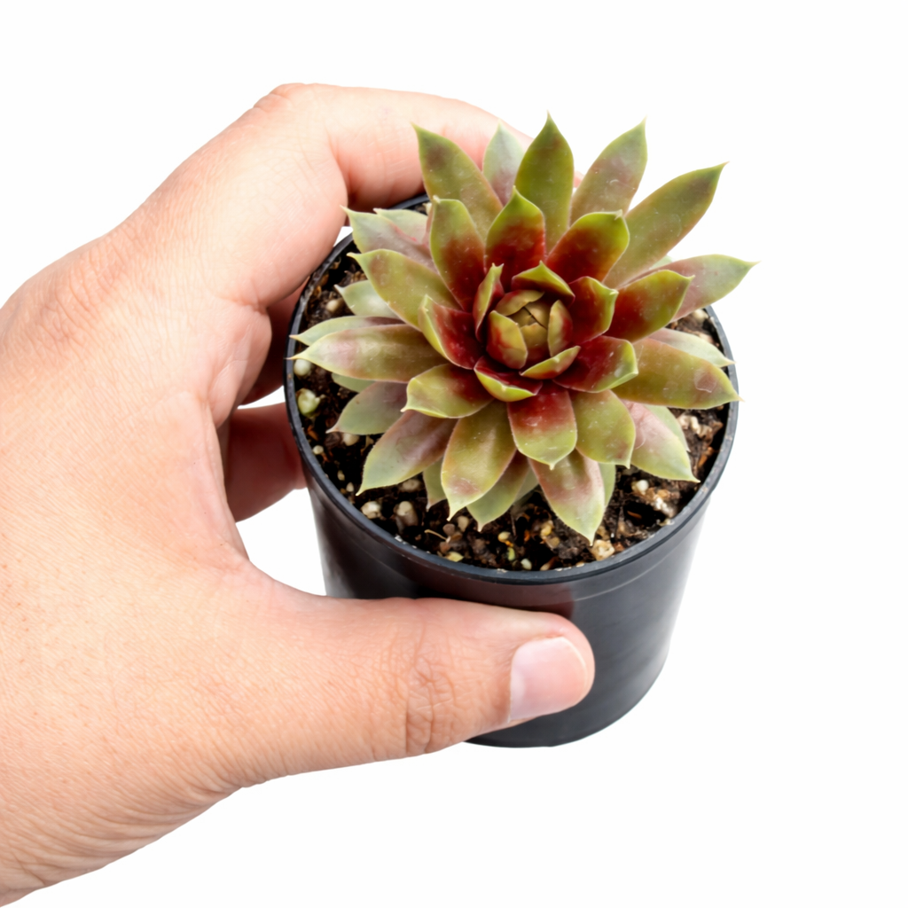 Chick Charmlettes Rowdy Rudy succulent for sale online, green succulent, succulent gift ideas