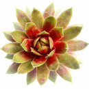 Chick Charmlettes Rowdy Rudy succulent for sale online, green succulent, succulent gift ideas