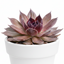 Chick Charms Giant Copper Canyon in California, How to grow Chick Charms Giant Copper Canyon, rare succulents, rare succulents for sale, unique succulents