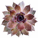 Chick Charms Giant Copper Canyon in California, How to grow Chick Charms Giant Copper Canyon, rare succulents, rare succulents for sale, unique succulents