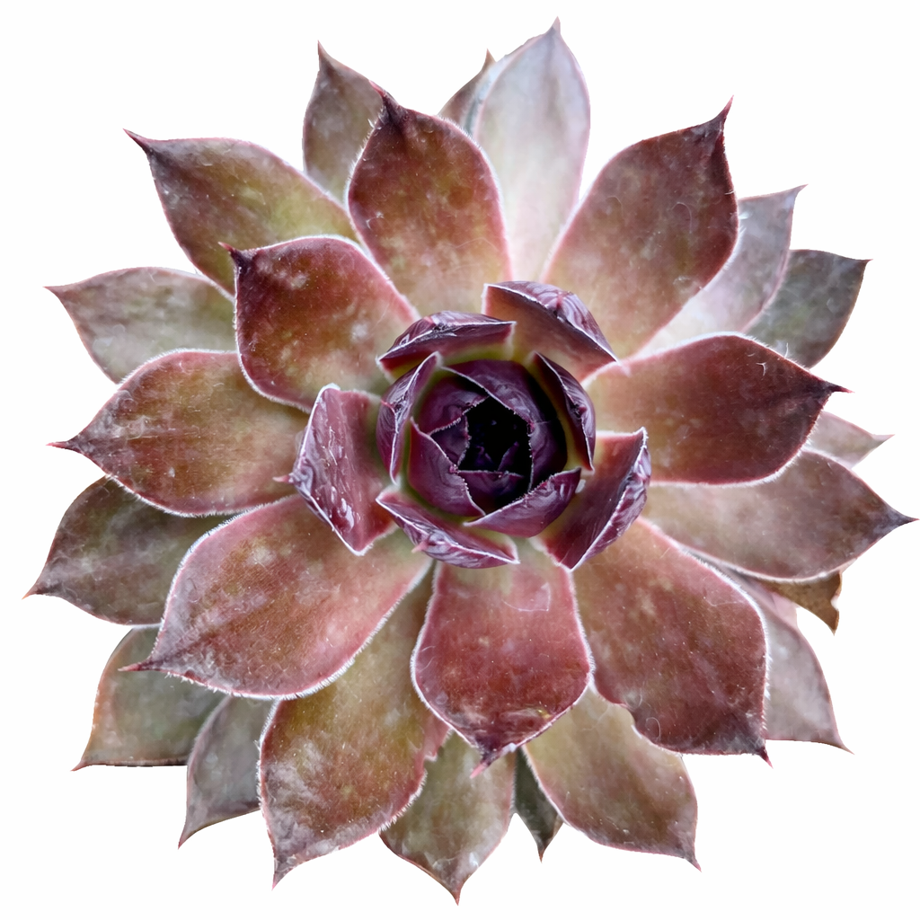 Chick Charms Giant Copper Canyon succulent for sale online, green succulent, succulent gift ideas