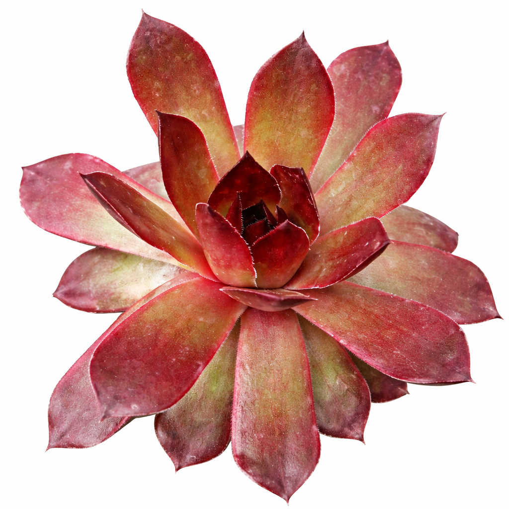 Chick Charms Giant Copper Canyon in California, How to grow Chick Charms Giant Copper Canyon, rare succulents, rare succulents for sale, unique succulents