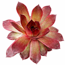 Chick Charms Giant Copper Canyon in California, How to grow Chick Charms Giant Copper Canyon, rare succulents, rare succulents for sale, unique succulents
