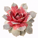 Chick Charms Giant Steel Appeal for sale, how to grow succulents, succulent plant, succulent care tips, succulent subscription, succulents garden, Succulents, Succulents shop near me, Rare succulents