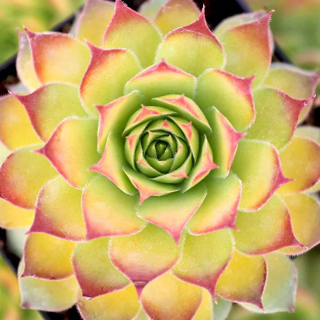 buy Chick Charms Gold Nugget live succulent 2 inch online, vivid color rosette succulent, drought tolerant, low maintenance, perfect for gifts, adds texture to shelves