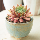 Custom plant pot with personalized image, personalized flower pot with live plant, custom photo plant pot, personalized planter with plant of your choice, custom printed ceramic planter, personalized succulent pot, custom image flower pot gift, custom photo planter for houseplants