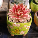 Custom plant pot with personalized image, personalized flower pot with live plant, custom photo plant pot, personalized planter with plant of your choice, custom printed ceramic planter, personalized succulent pot, custom image flower pot gift, custom photo planter for houseplants
