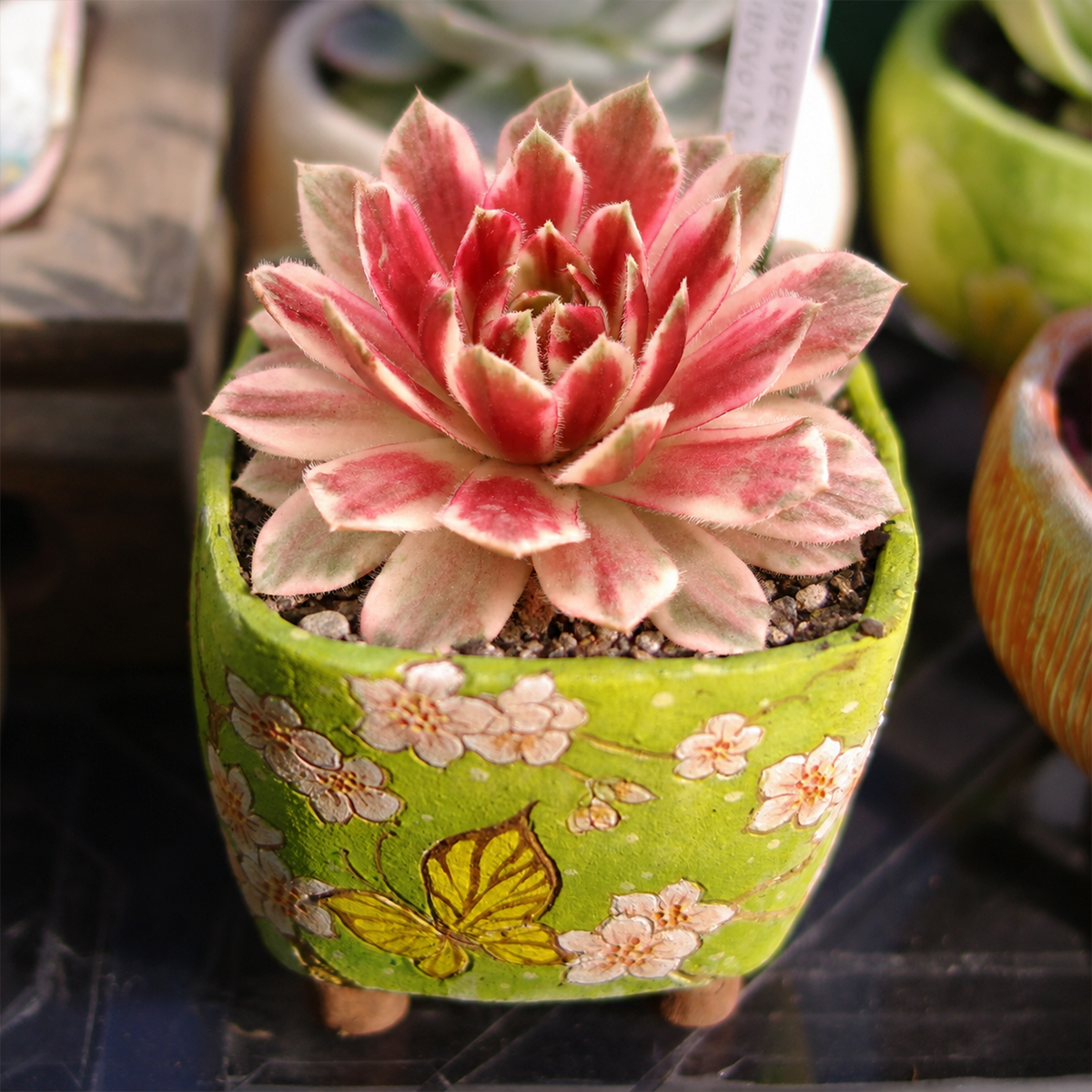 Chick Charms Lotus Blossom live plant for sale. This colorful hens and chicks succulent forms rosettes with soft pink, green, and cream tones. Easy to care for, it thrives in bright light, well-draining soil, and requires minimal watering.