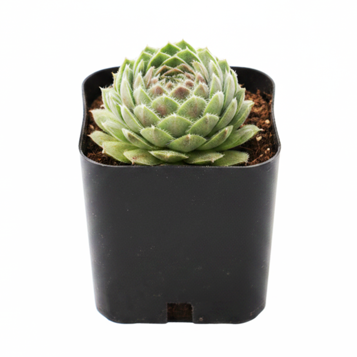 2 inch Chick Charms ‘Powdered Pastry’, green succulents, indoor succulents, succulent care guide, buy succulents online