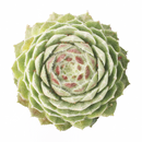 2 inch Chick Charms Powdered Pastry succulent for sale, cold hardy succulent plant, low maintenance garden succulent, decorative rosette succulent, alpine succulent for rock gardens