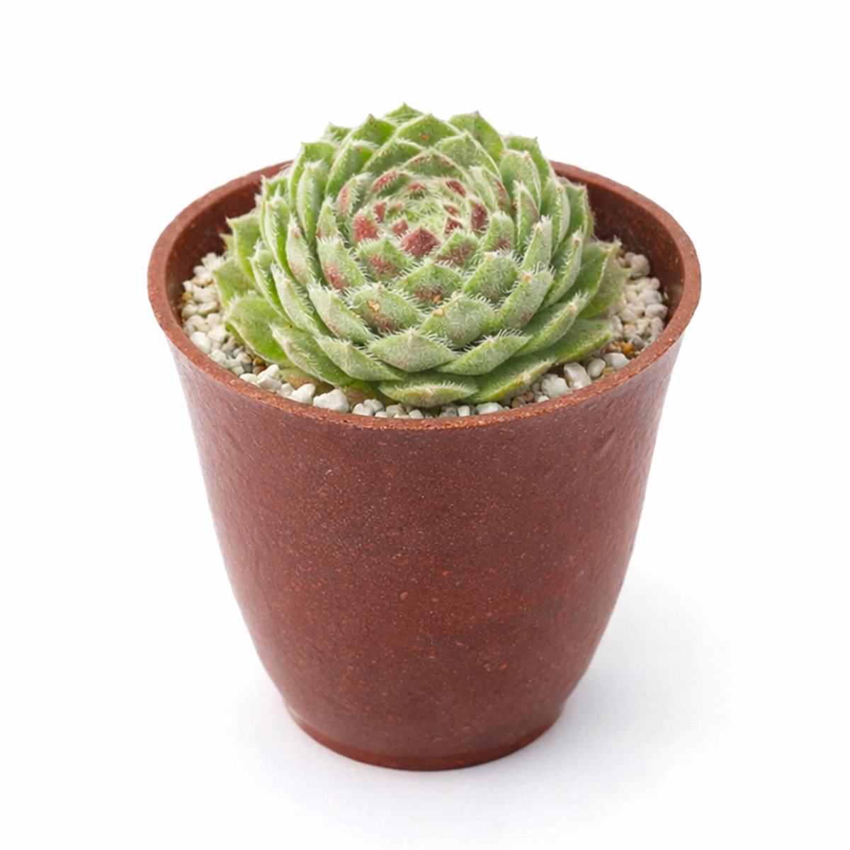 buy Chick Charms Powdered Pastry 2 inch succulent online, unique Chick Charms succulent variety, collectible sempervivum plant, succulent for fairy gardens, textured succulent arrangement plant