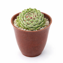 2 inch Chick Charms Powdered Pastry succulent for sale, cold hardy succulent plant, low maintenance garden succulent, decorative rosette succulent, alpine succulent for rock gardens