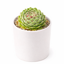 2 inch Chick Charms Powdered Pastry succulent for sale, cold hardy succulent plant, low maintenance garden succulent, decorative rosette succulent, alpine succulent for rock gardens