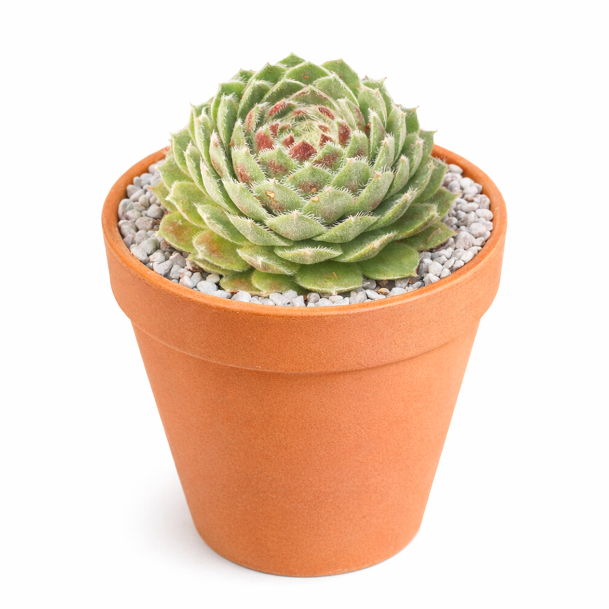 buy Chick Charms Powdered Pastry 2 inch succulent online, aesthetic succulent for container gardens, vibrant pastel succulent colors, ornamental hens and chicks plant