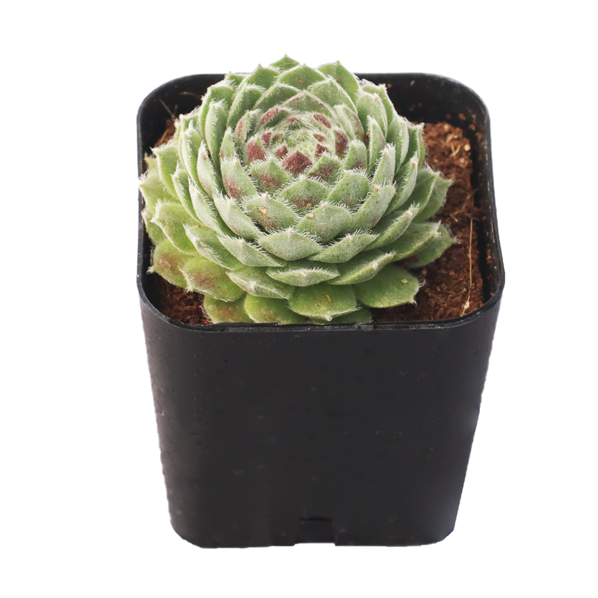 2 inch Chick Charms Powdered Pastry succulent for sale, cold hardy succulent plant, low maintenance garden succulent, decorative rosette succulent, alpine succulent for rock gardens