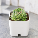 2 inch Chick Charms Powdered Pastry succulent for sale, cold hardy succulent plant, low maintenance garden succulent, decorative rosette succulent, alpine succulent for rock gardens