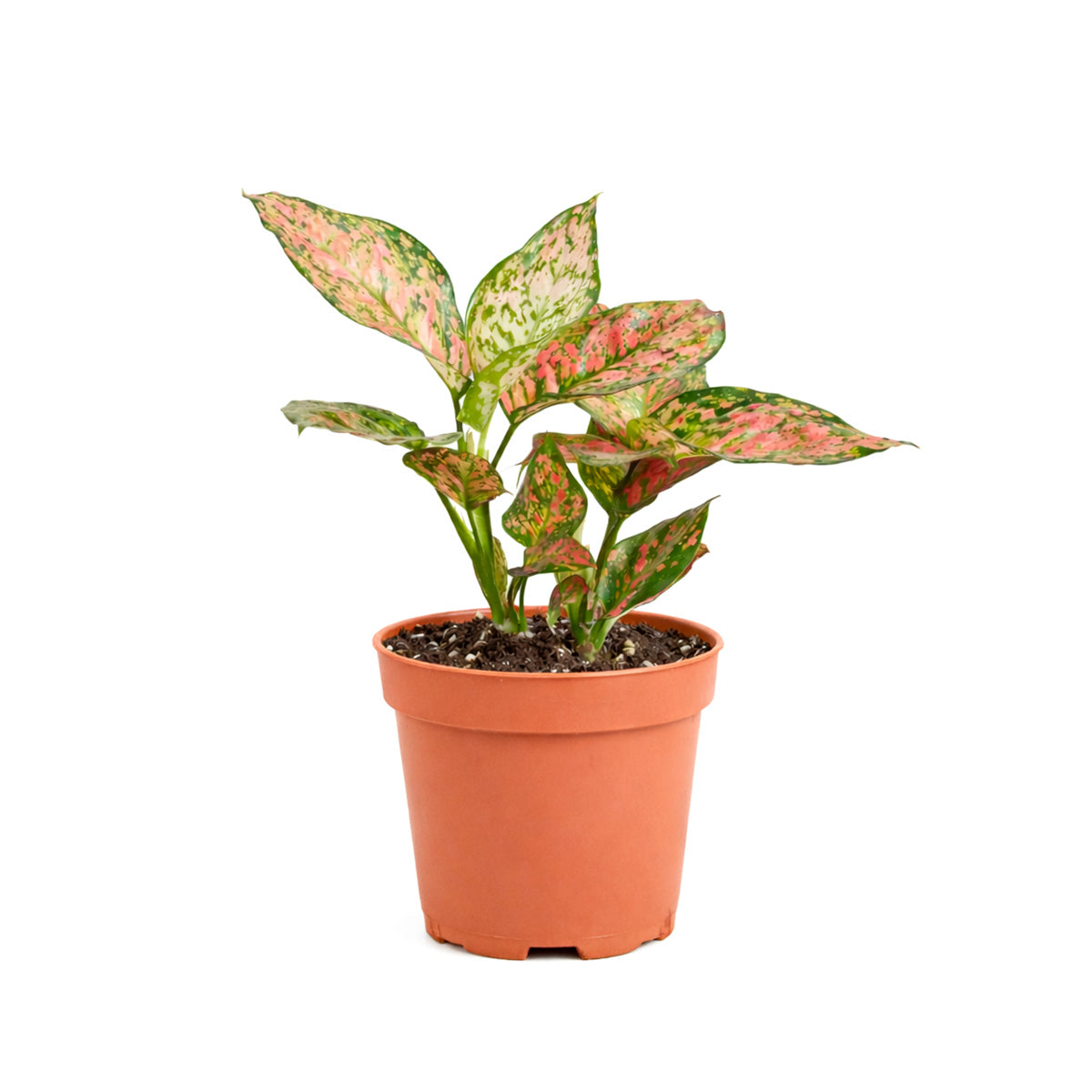 4 inch houseplants, Chinese Evergreen 'Lady Valentine' 4 inch, live indoor plants, plant shops in ca, buy houseplant online