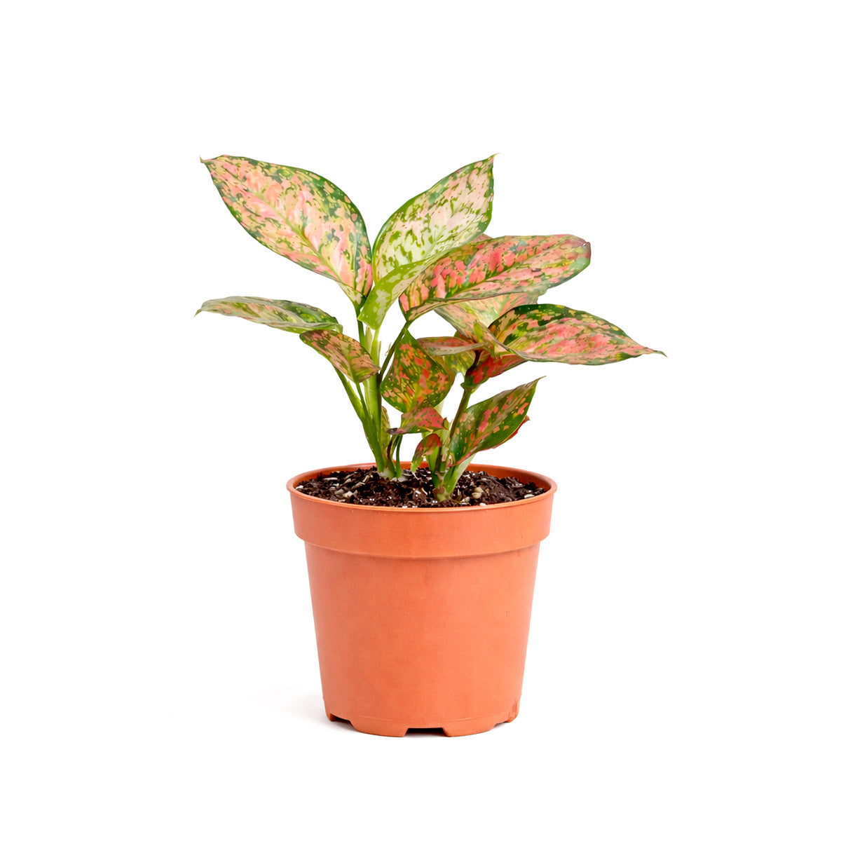 4 inch houseplants, Chinese Evergreen 'Lady Valentine' 4 inch, live indoor plants, plant shops in ca, buy houseplant online