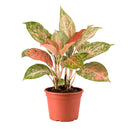 4 inch houseplants, Chinese Evergreen 'Lady Valentine' 4 inch, live indoor plants, plant shops in ca, buy houseplant online