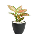 4 inch houseplants, Chinese Evergreen 'Lady Valentine' 4 inch, live indoor plants, plant shops in ca, buy houseplant online
