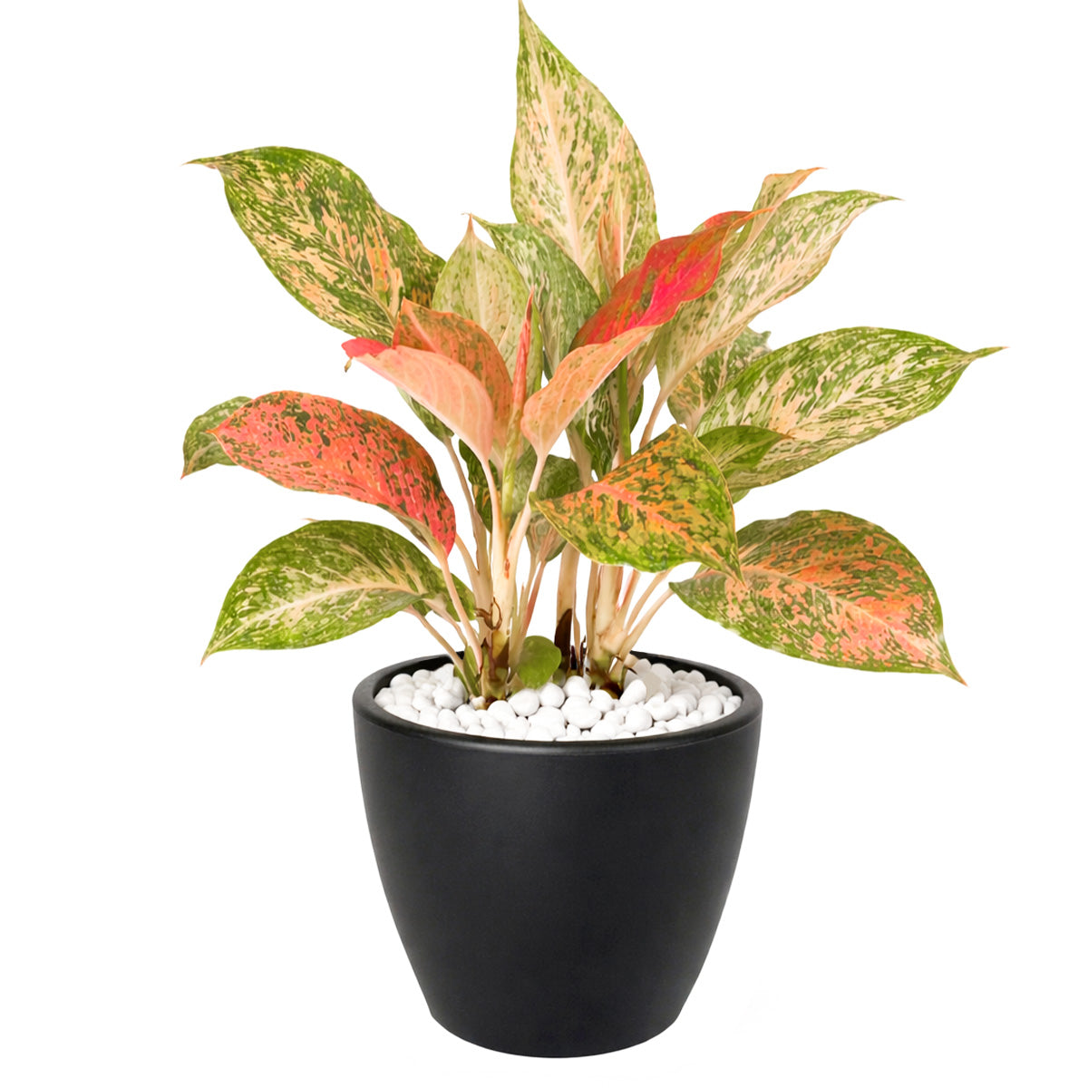 4 inch houseplants, Chinese Evergreen 'Lady Valentine' 4 inch, live indoor plants, plant shops in ca, buy houseplant online