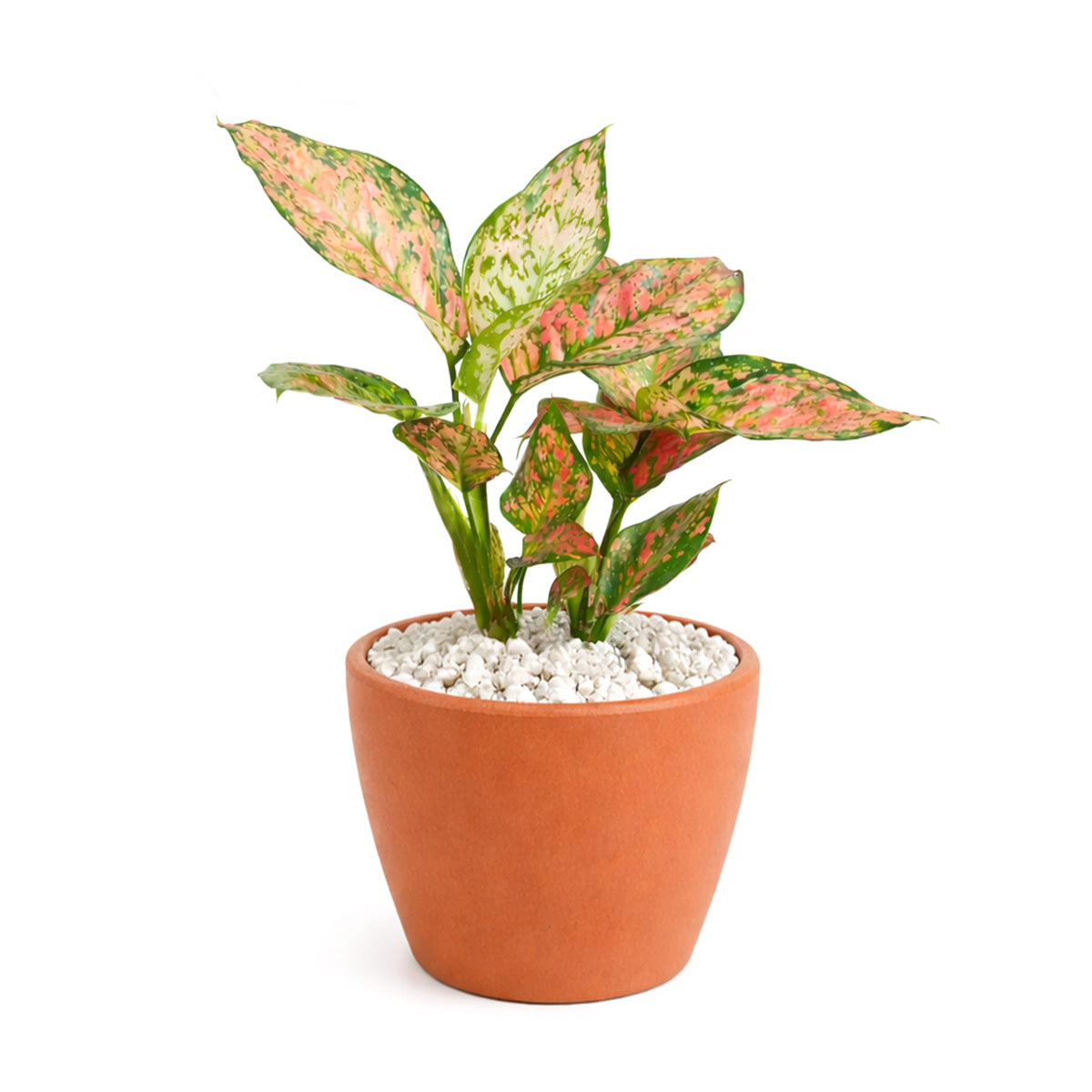 4 inch houseplants, Chinese Evergreen 'Lady Valentine' 4 inch, live indoor plants, plant shops in ca, buy houseplant online