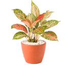 4 inch houseplants, Chinese Evergreen 'Lady Valentine' 4 inch, live indoor plants, plant shops in ca, buy houseplant online