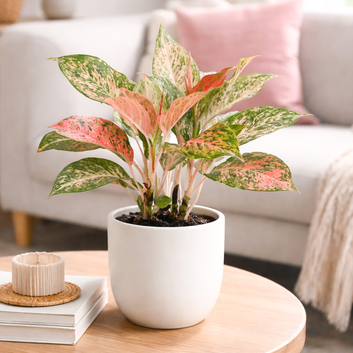 4 inch houseplants, Chinese Evergreen 'Lady Valentine' 4 inch, live indoor plants, plant shops in ca, buy houseplant online