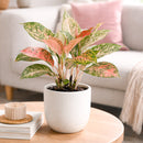 4 inch houseplants, Chinese Evergreen 'Lady Valentine' 4 inch, live indoor plants, plant shops in ca, buy houseplant online