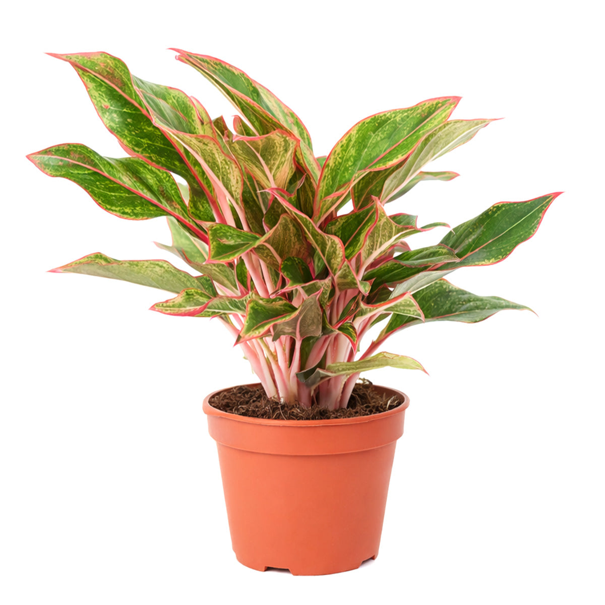 Chinese Evergreen Red Siam, 4 inch Chinese Evergreen Red Siam, 4 inch colorful houseplants, plants for sale