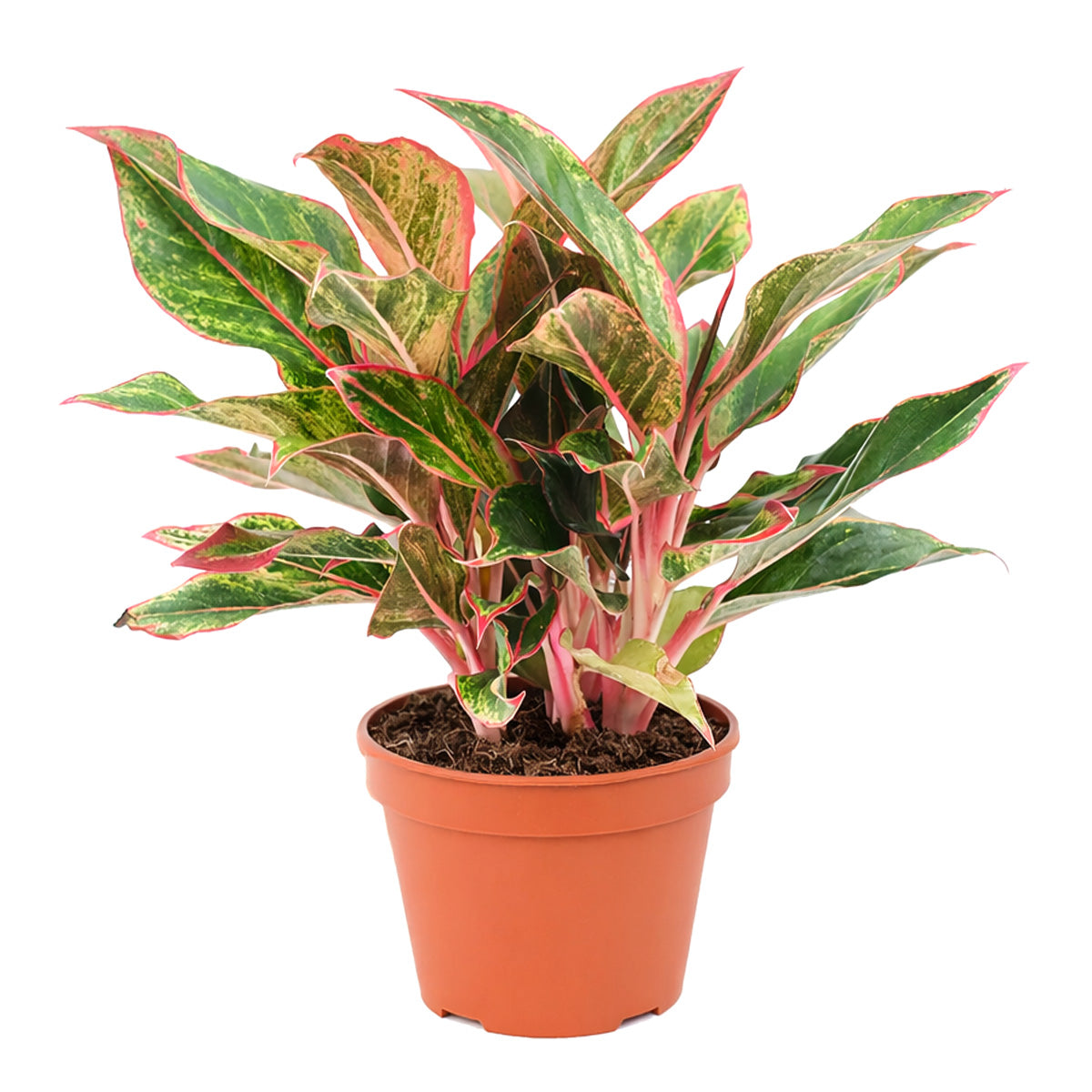 Chinese Evergreen Red Siam, 4 inch Chinese Evergreen Red Siam, 4 inch colorful houseplants, plants for sale