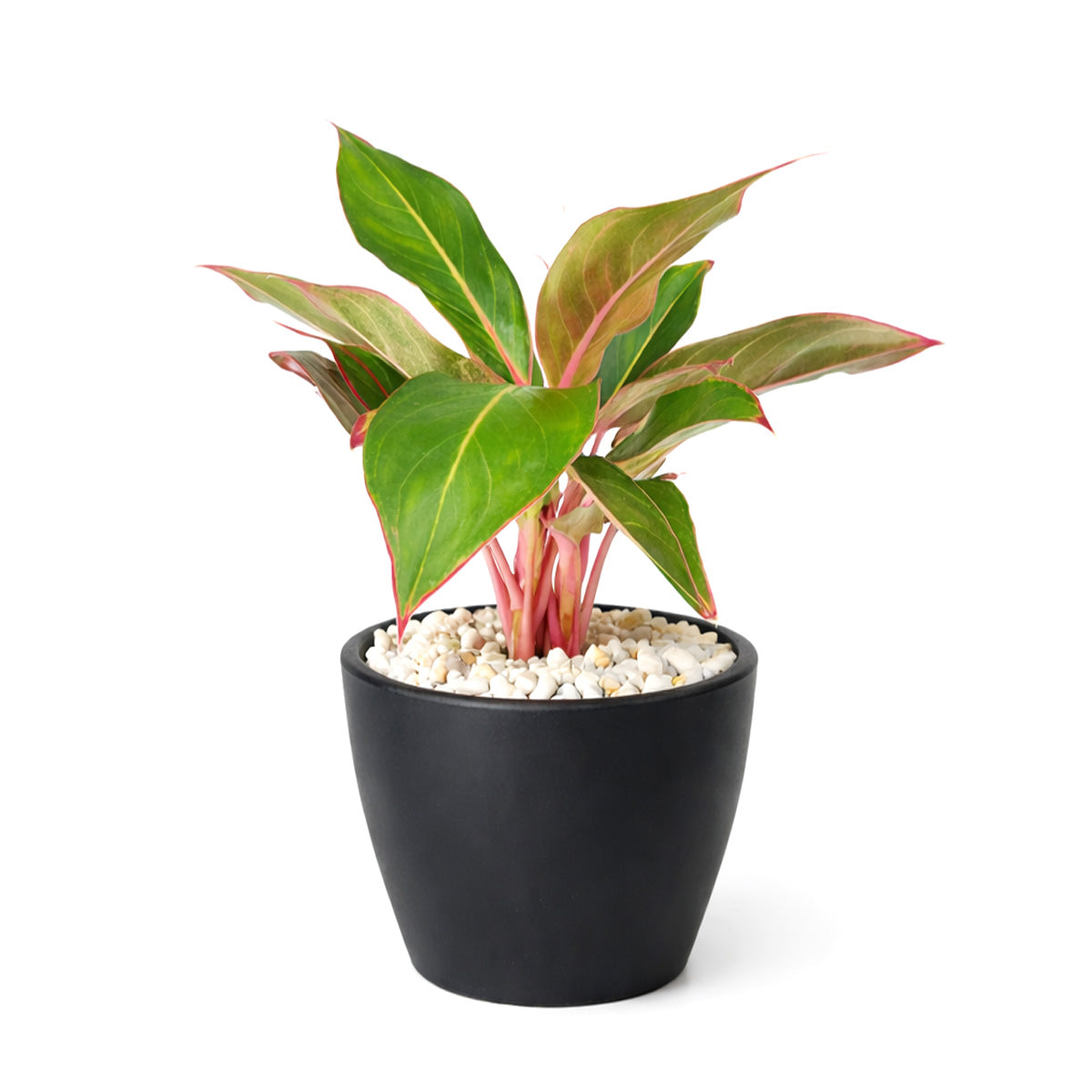 Chinese Evergreen Red Siam, 4 inch Chinese Evergreen Red Siam, 4 inch colorful houseplants, plants for sale