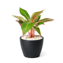 Chinese Evergreen Red Siam, 4 inch Chinese Evergreen Red Siam, 4 inch colorful houseplants, plants for sale