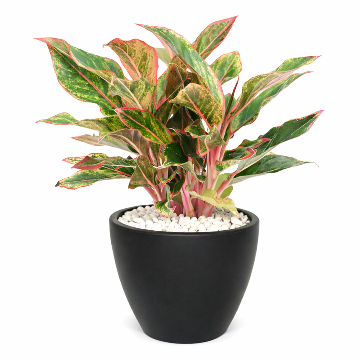 Chinese Evergreen Red Siam, 4 inch Chinese Evergreen Red Siam, 4 inch colorful houseplants, plants for sale