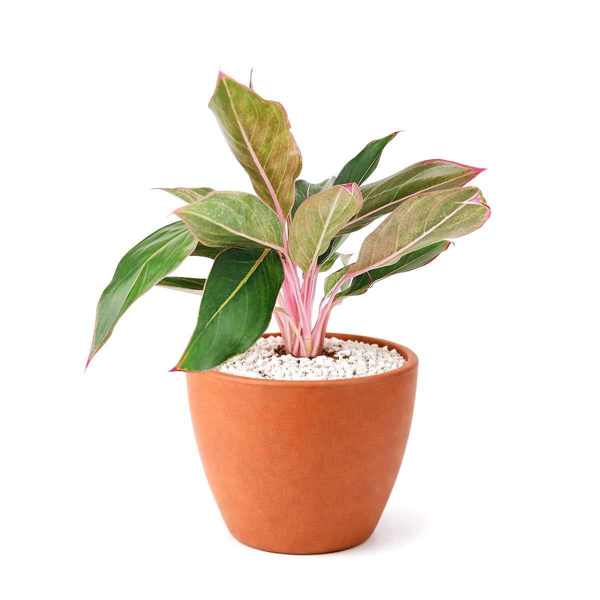 Chinese Evergreen Red Siam, 4 inch Chinese Evergreen Red Siam, 4 inch colorful houseplants, plants for sale