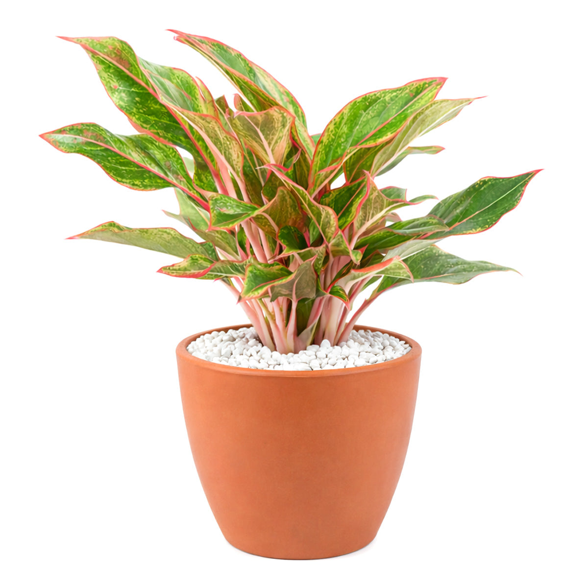 Chinese Evergreen Red Siam, 4 inch Chinese Evergreen Red Siam, 4 inch colorful houseplants, plants for sale