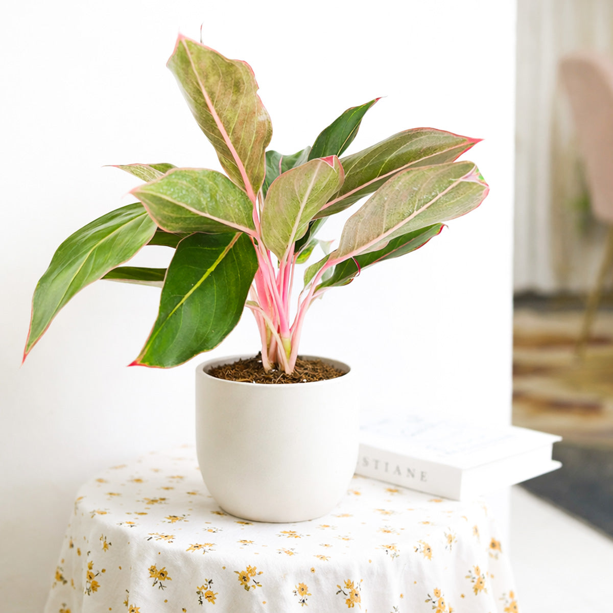 Chinese Evergreen Red Siam, 4 inch Chinese Evergreen Red Siam, 4 inch colorful houseplants, plants for sale