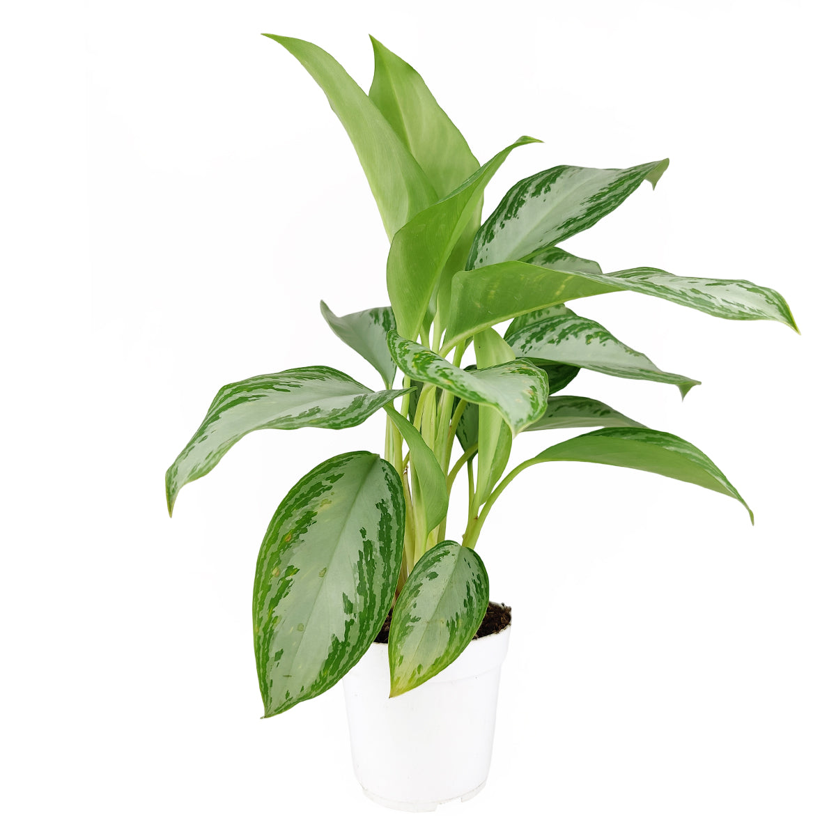 Chinese Evergreen Leprechaun, Aglaonema Leprechaun, Chinese Evergreen, low light houseplants, easy to care houseplant, best plant for beginner, how to care for Chinese Evergreen Leprechaun