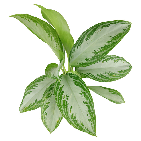 Chinese Evergreen Leprechaun - Aglaonema Leprechaun - Evergreen Plants