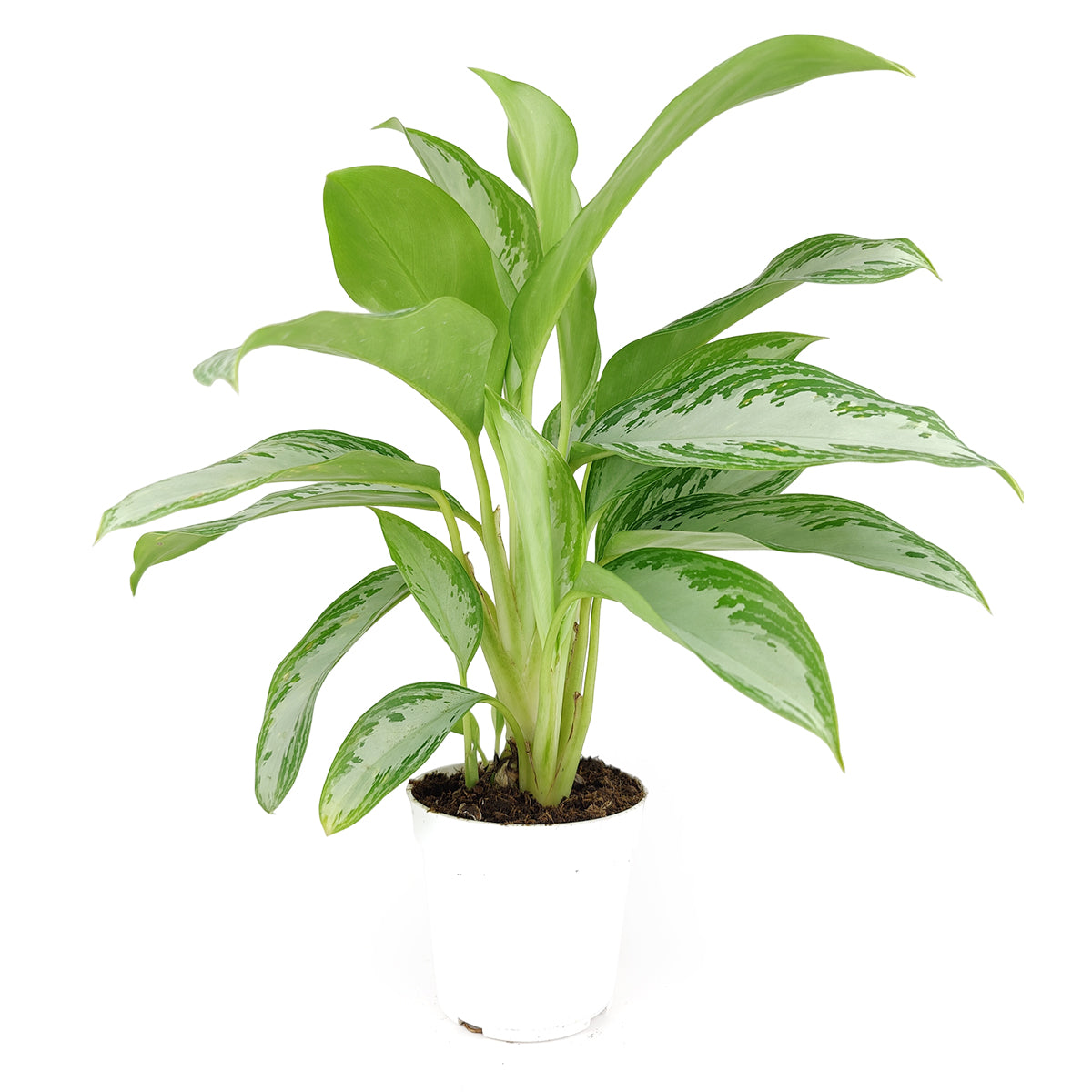 chinese evergreen aglaonema crispum deborah Chinese Evergreen Leprechaun - Aglaonema Leprechaun - Evergreen Plants