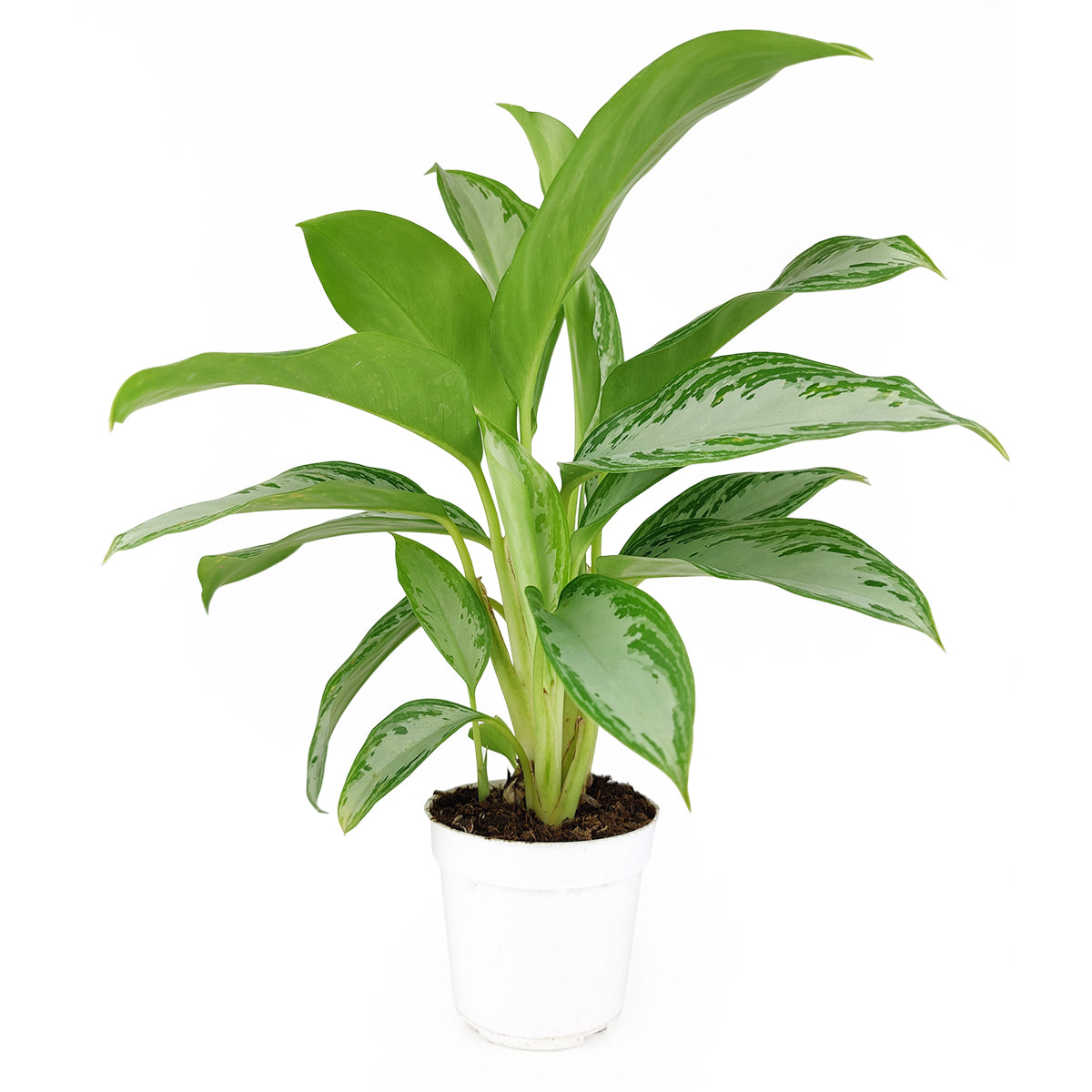 Chinese Evergreen Leprechaun, Aglaonema Leprechaun, Chinese Evergreen, low light houseplants, easy to care houseplant, best plant for beginner