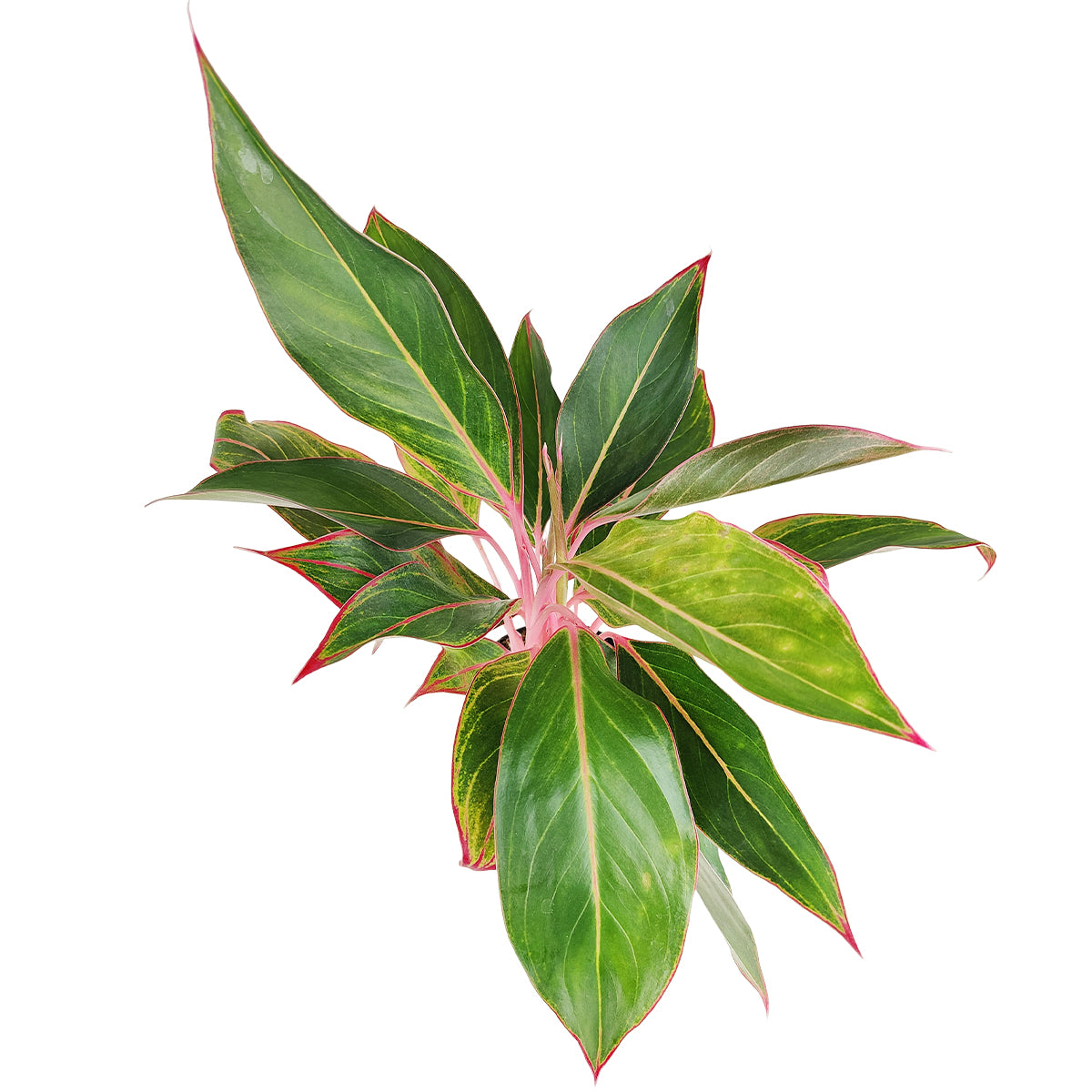 6 inch red houseplants, Chinese Evergreen Red Siam for sale, live indoor plants, plant shops in ca