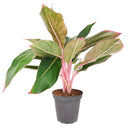 6 inch red houseplants, Chinese Evergreen Red Siam for sale, live indoor plants, plant shops in ca