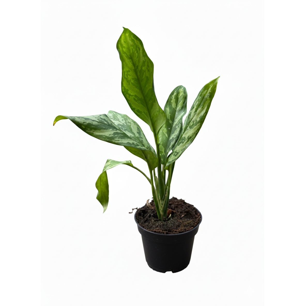 4 inch low-maintenance plants, small plants for sale, decorative live plants, decor plants for small space