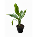 4 inch low-maintenance plants, small plants for sale, decorative live plants, decor plants for small space