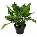 4 inch low-maintenance plants, small plants for sale, decorative live plants, decor plants for small space