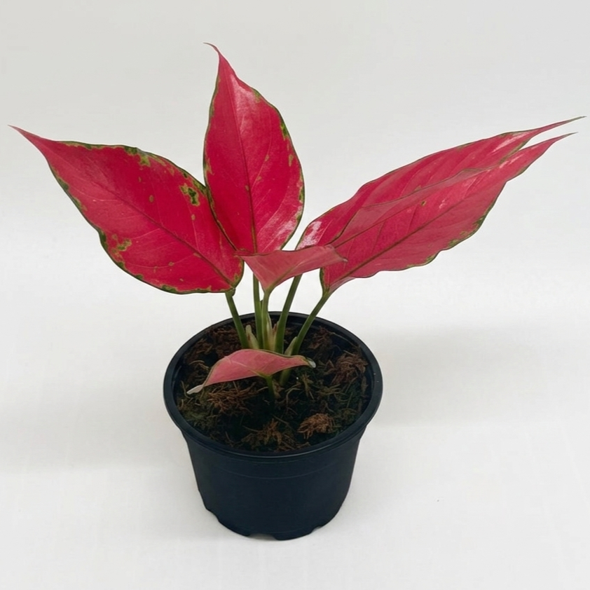 Rare 4 inch red Aglaonema Ruby Garuda for sale, Small colorful tropical houseplant, Easy care tropical plants for home decor,Hardy Aglaonema for office desks